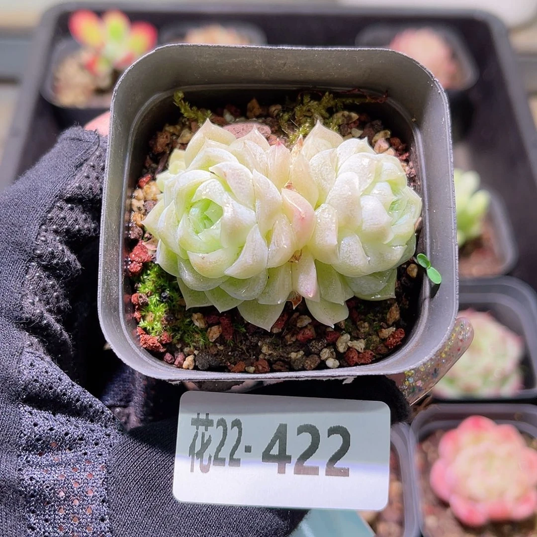 花利美22-422麦秆