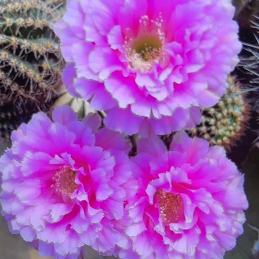 可可可彩侧牙20包邮22