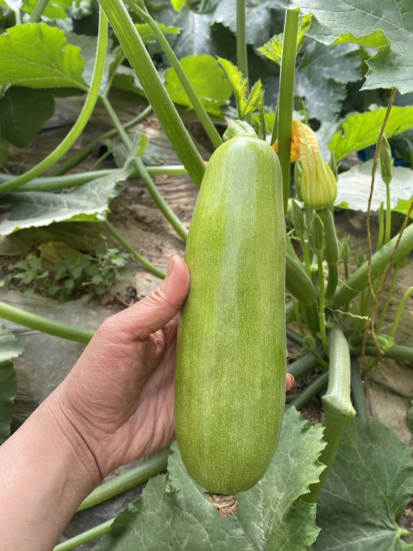 顺丰宁夏高原深紫圆茄子现采软嫩花青素生态蔬菜辣椒炒茄子美味