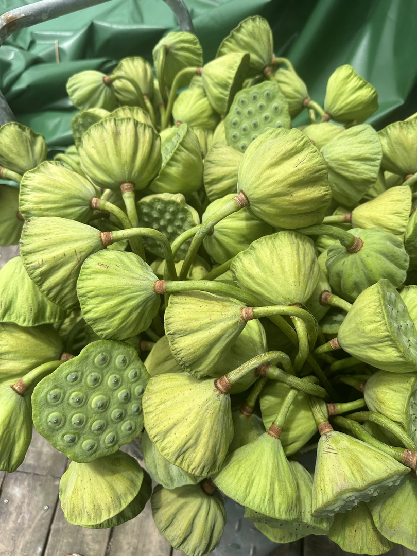 新鲜莲蓬当季水果嫩莲子清甜爽脆即食