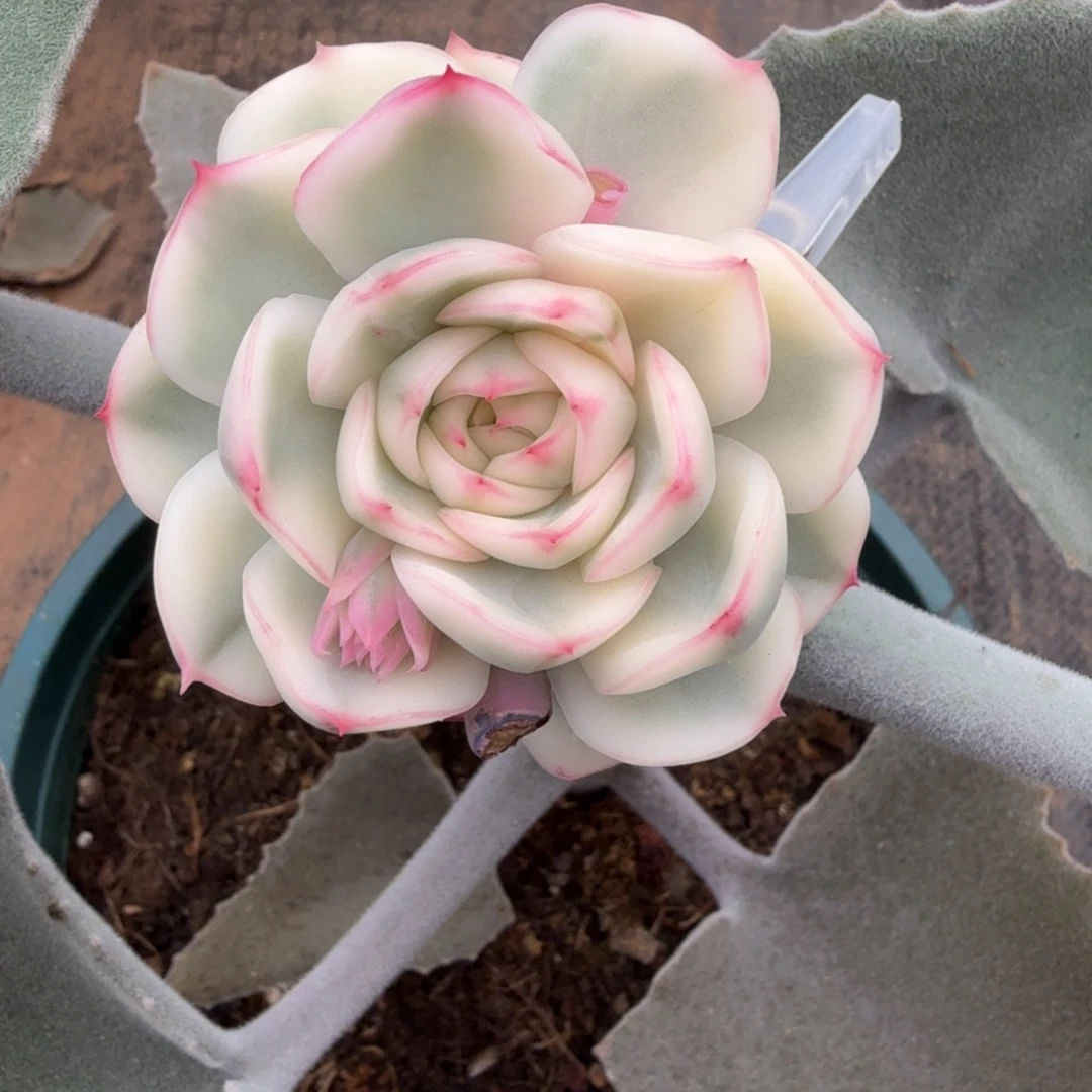 琉璃盏锦上园艺一物一拍