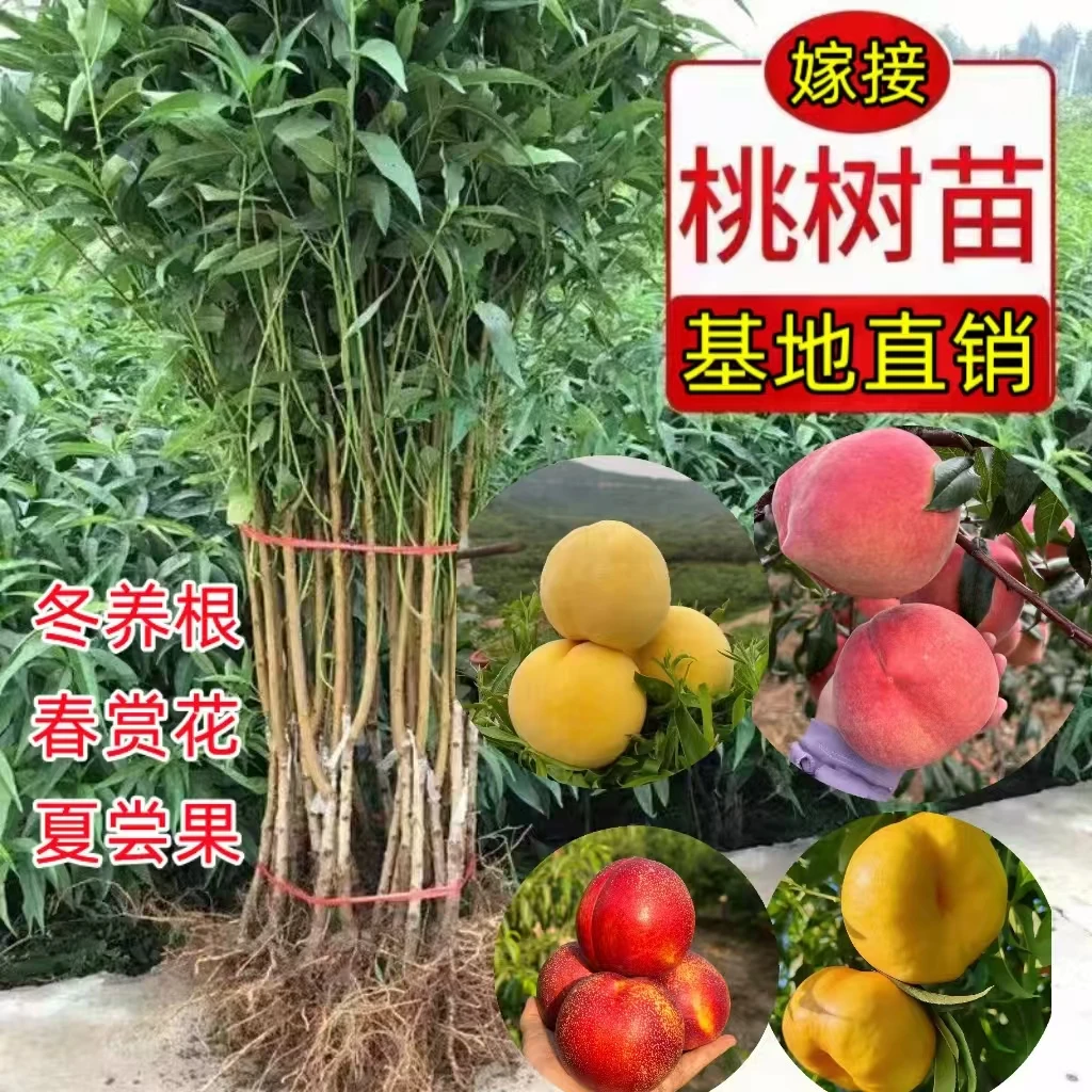 大桃树苗 黄桃苗 油桃 冬桃 蟠桃 白桃 血桃苗南北方种植盆栽地栽