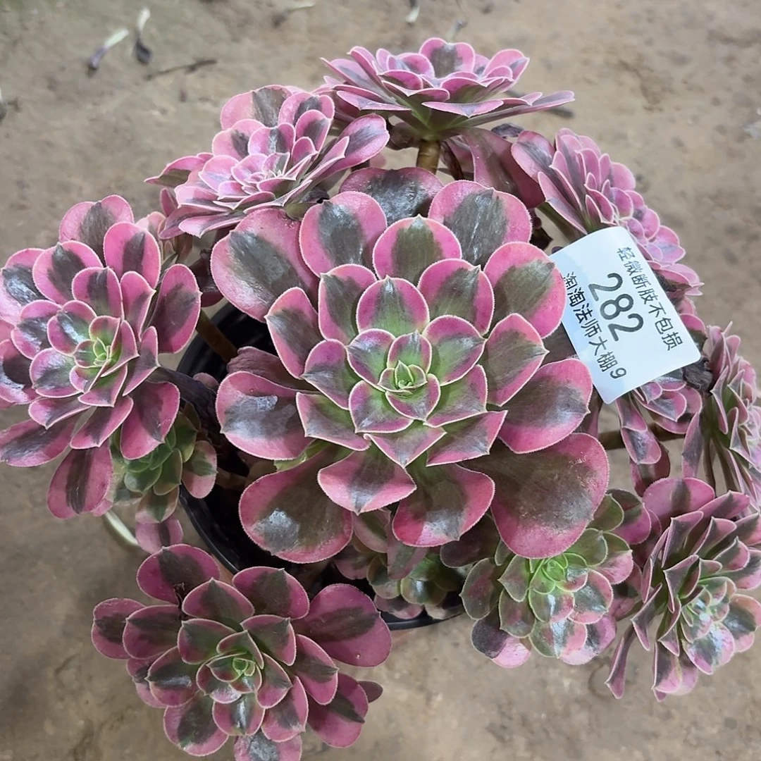 282美杜莎多肉植物法师