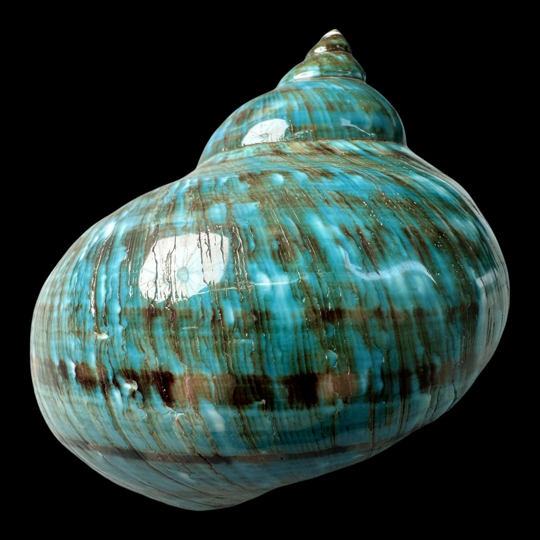 【帝王螺杯（特大！精品）】95.7mm 赠1串杯托 天然贝壳 A7