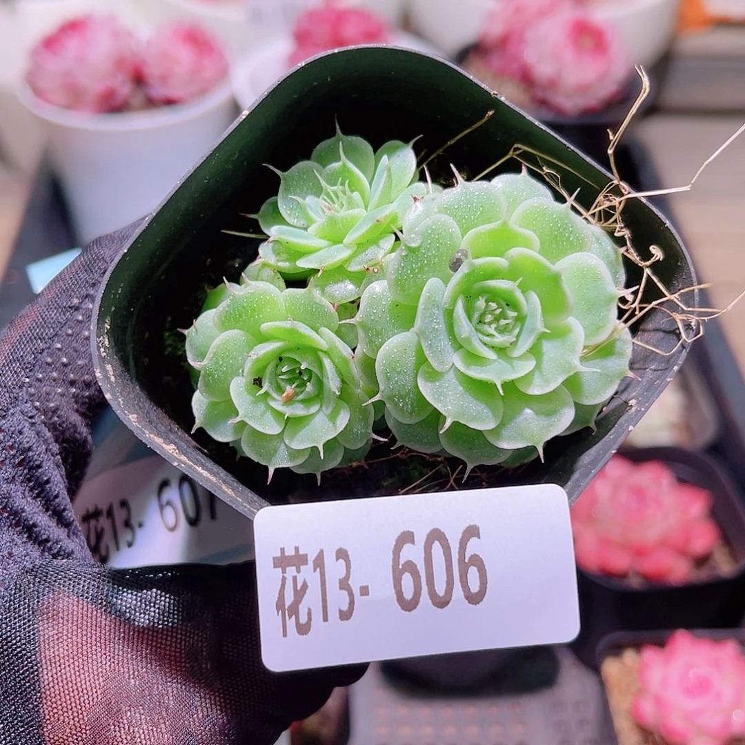 花利美13-606贝尔