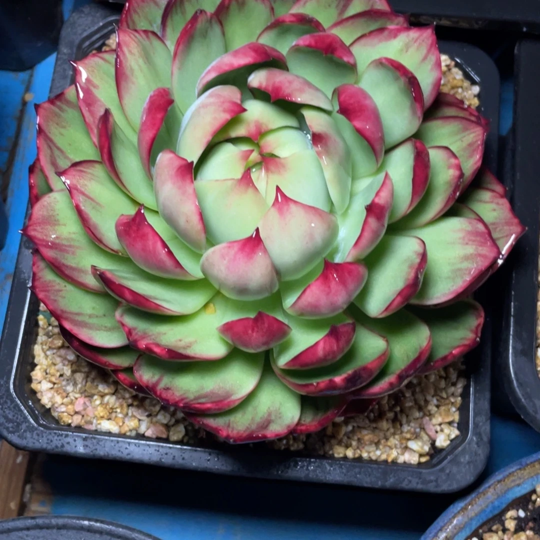 惊鸿仙子冠服17左右