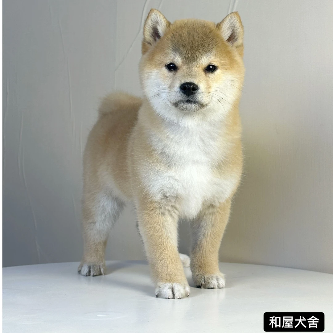 纯种双血统可爱豆柴犬幼犬赤色弟弟10月25日生驱虫疫苗保健康小狗