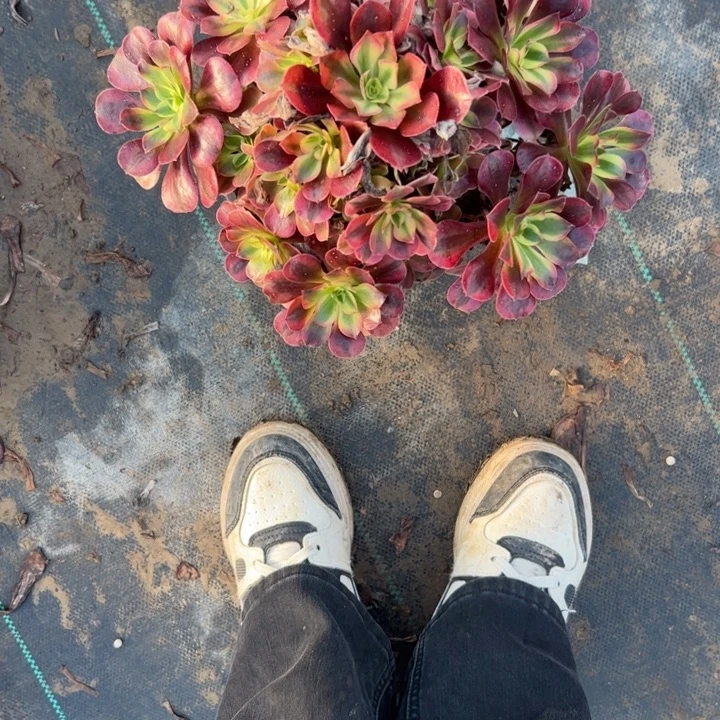 不包侧枝一物一拍35