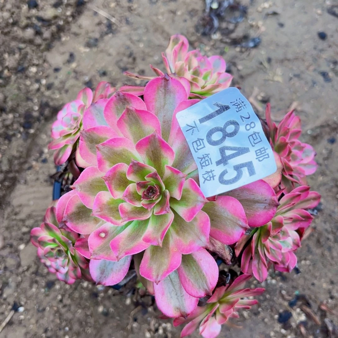 1845美姬多肉植物法师