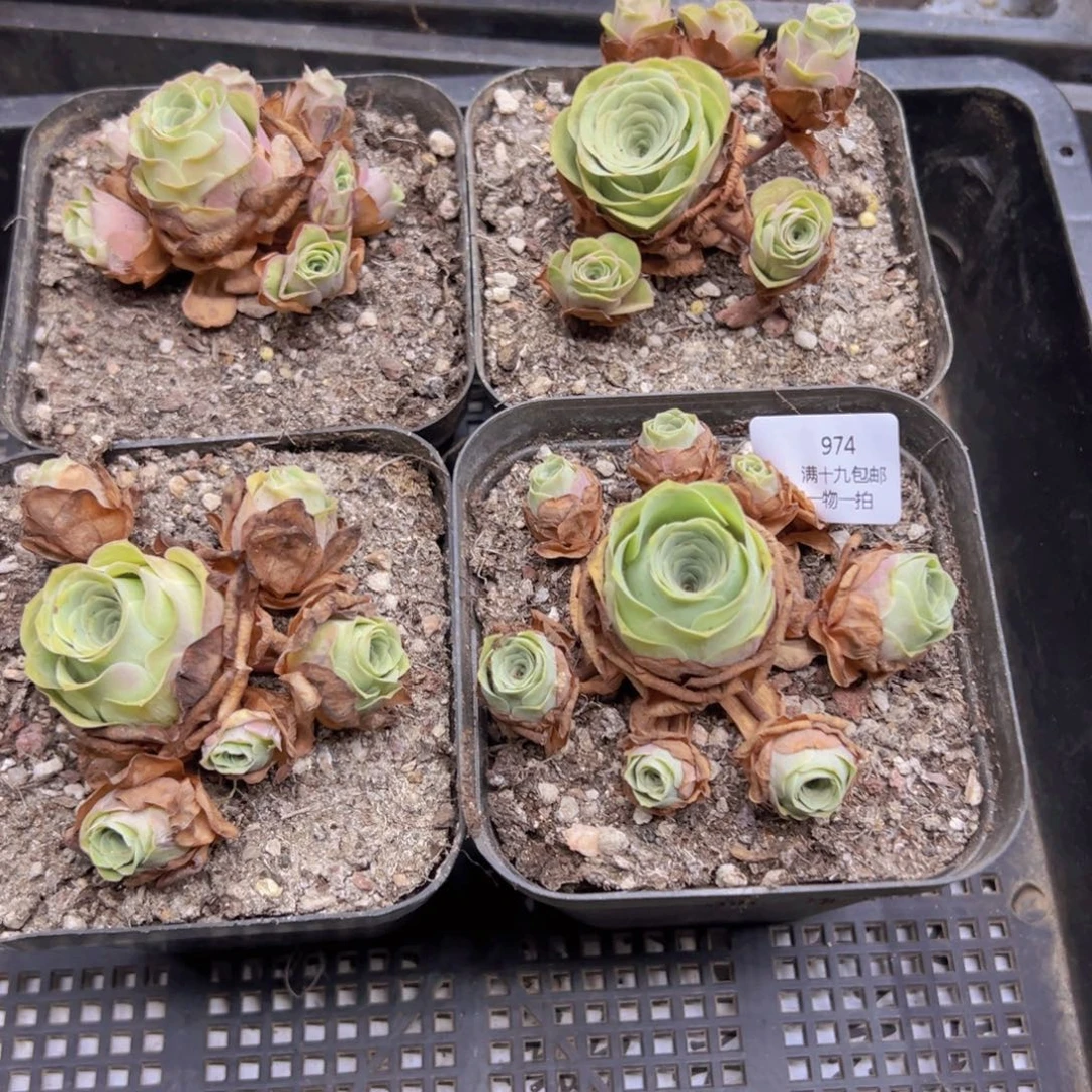 974 侧牙掉了不包损无售后