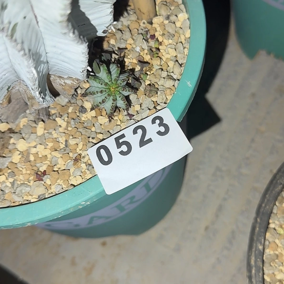 【闪购商品】炮*块根植物