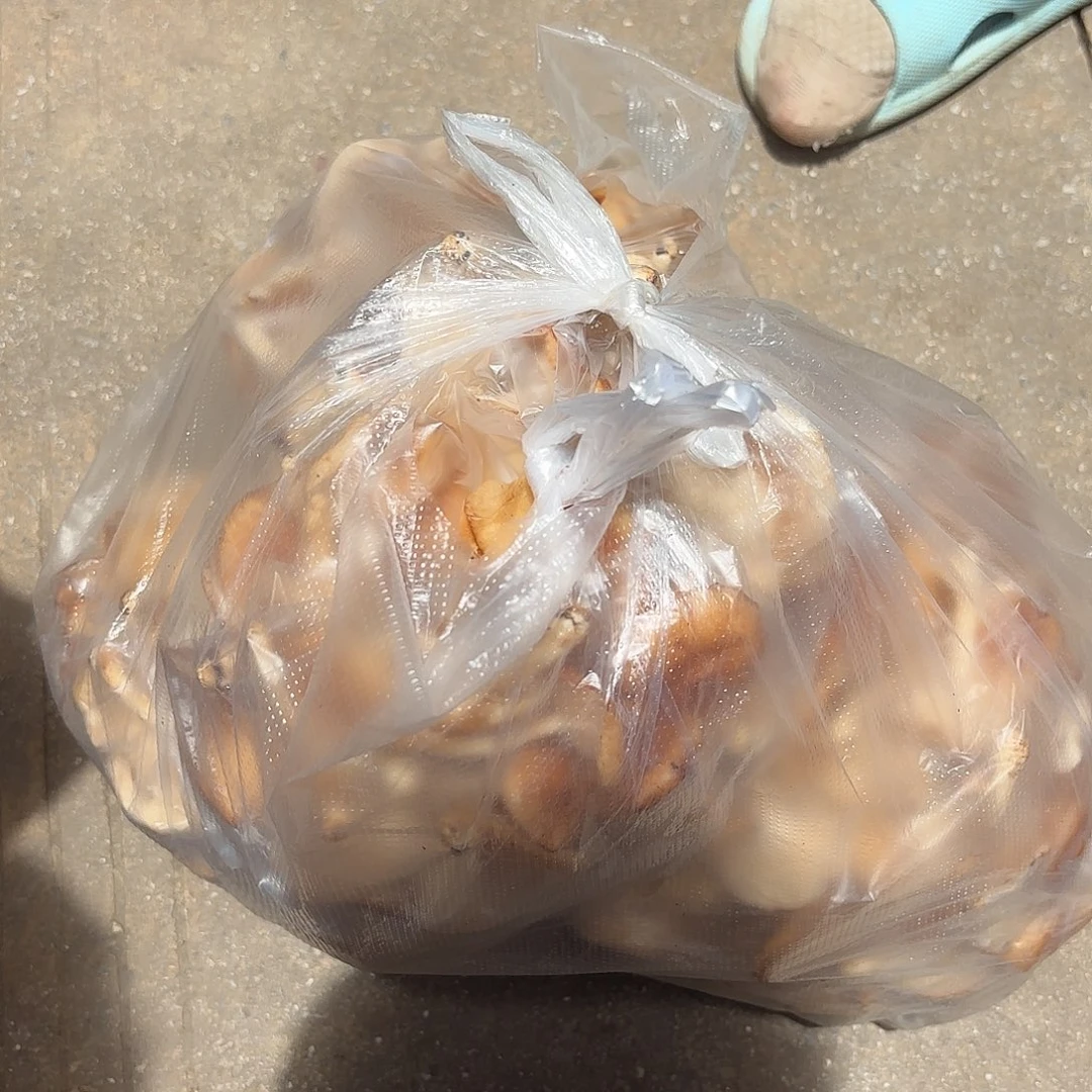 天***间蘑菇中国大陆香熏烘干6.3