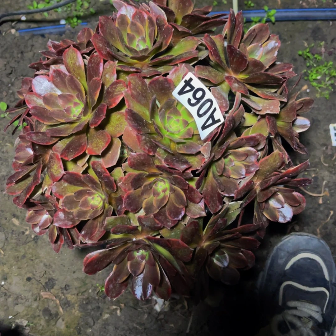 恶魔之吻16////4包邮