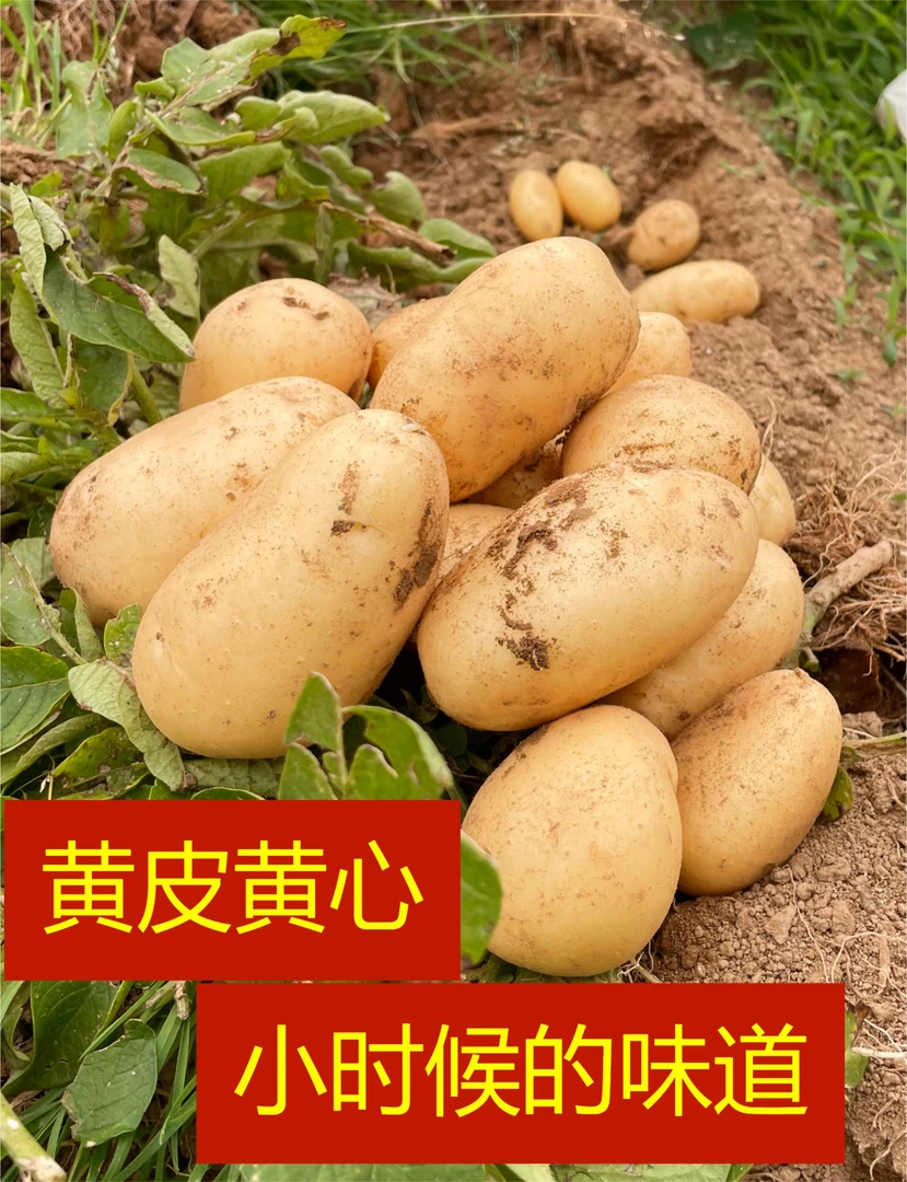 贵州黄心土豆新鲜现挖黄皮黄肉软糯可口当季蔬菜