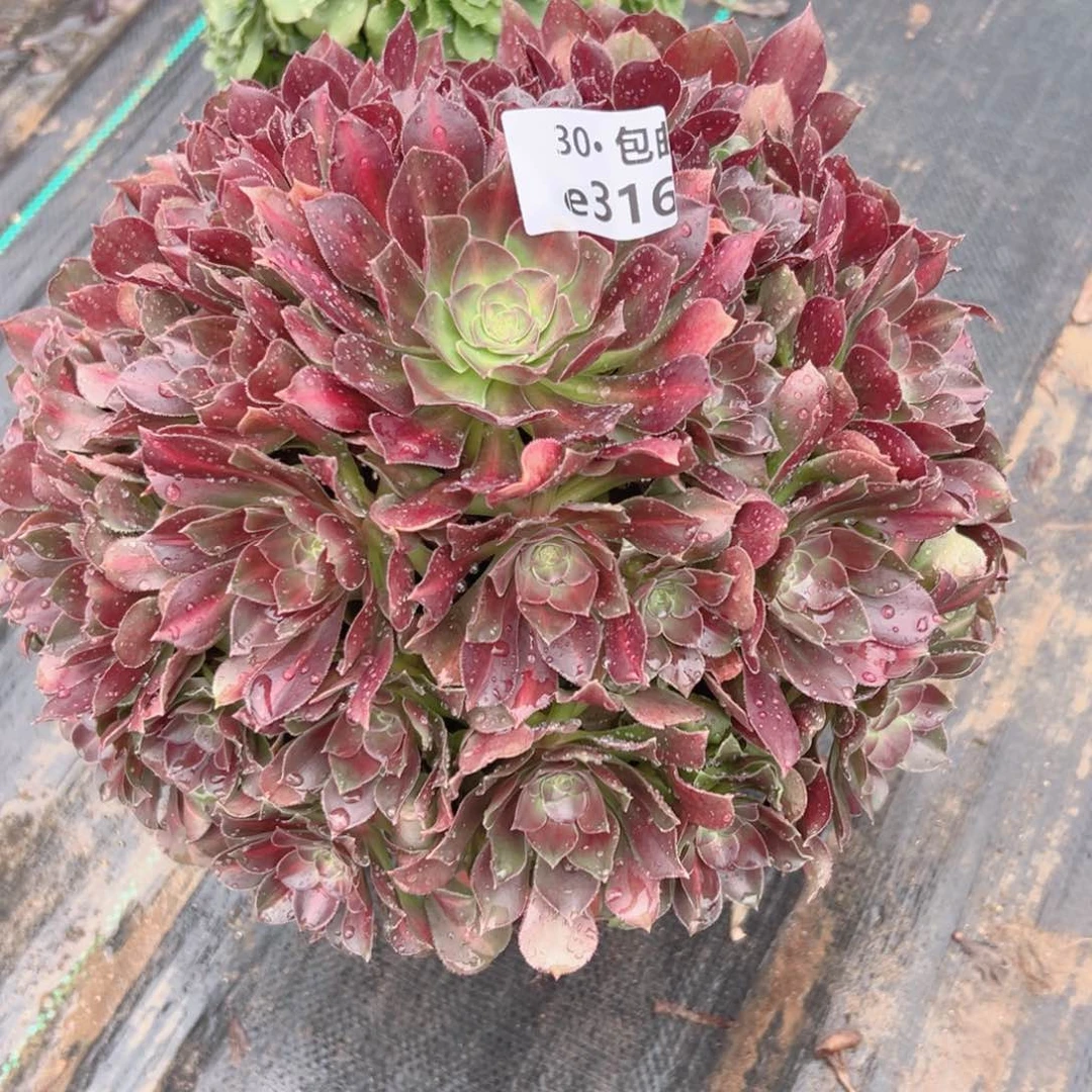 风***w316女巫中斑多肉法师