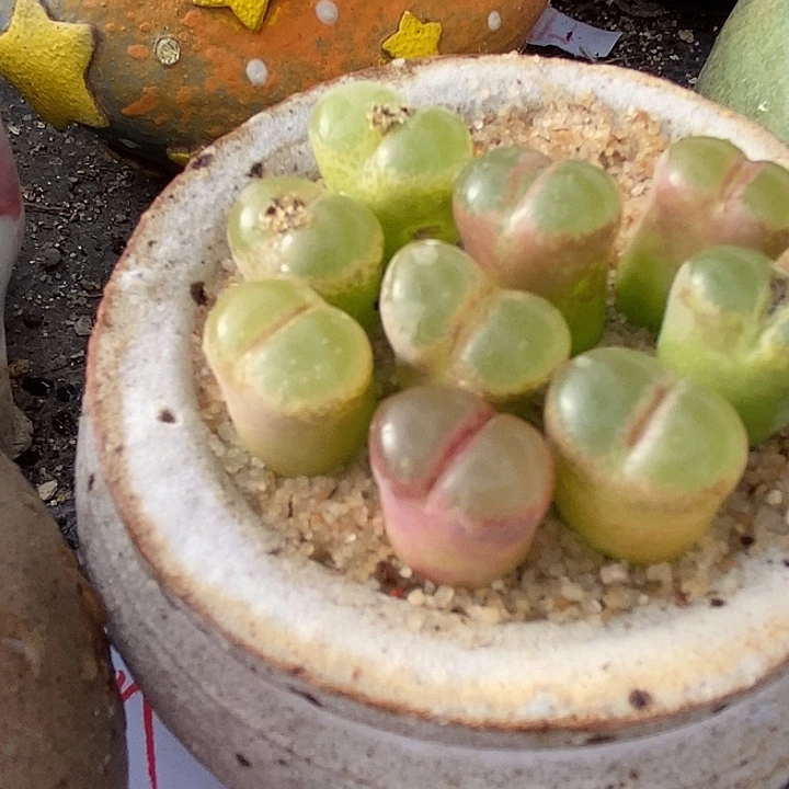 2438粉红女郎风铃一颗