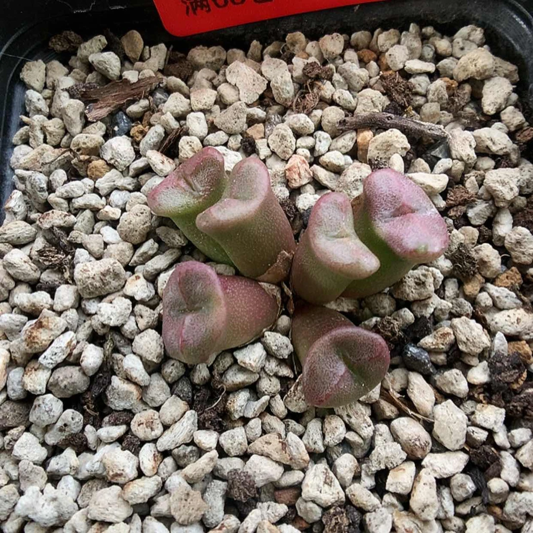 【闪购商品】7-8-10 艾尔玛一群