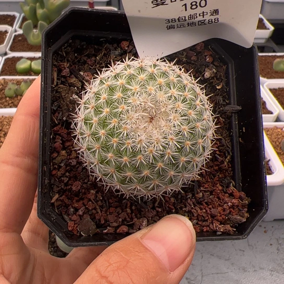 180号球球2.8多肉