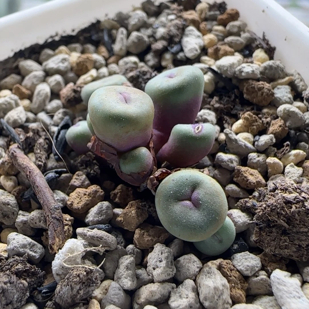 12-24-2-3拍单联系客服延迟发货-9头小型厚嘟嘟嘴脱土