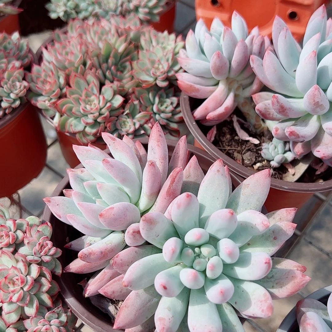 所罗门双头起发精品特价