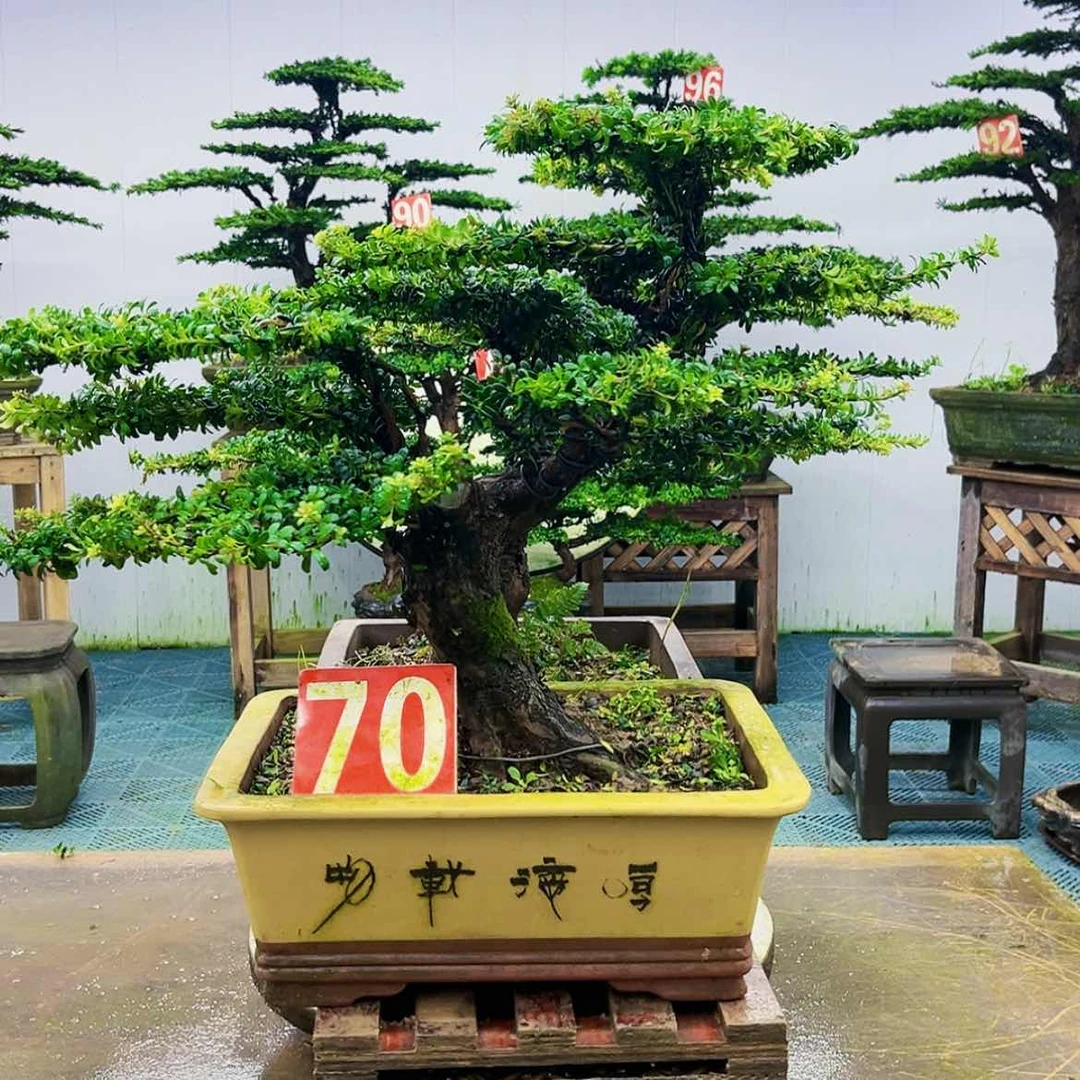 【闪购商品】无花朵
