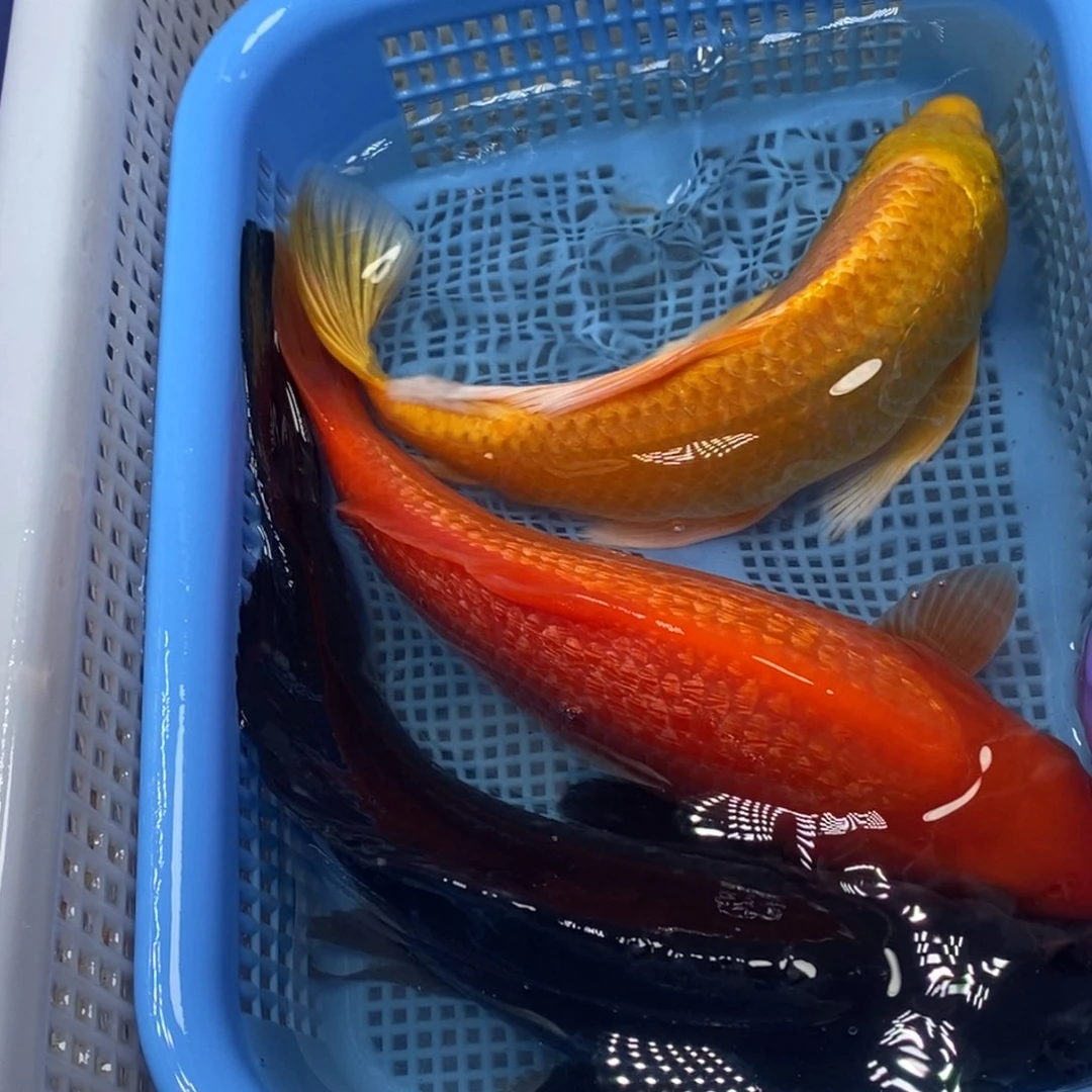 锦鲤冷水锦鲤包邮