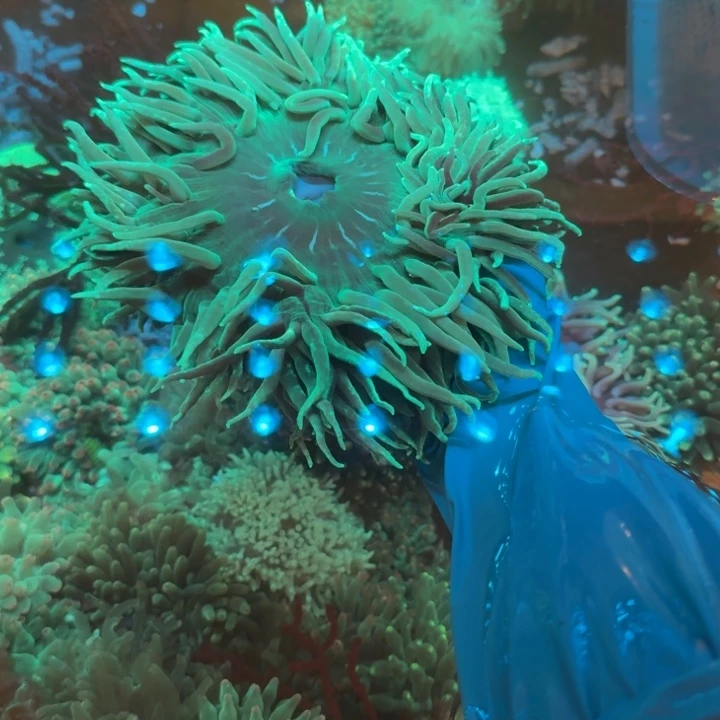 U***雯奶嘴海葵长须葵111111