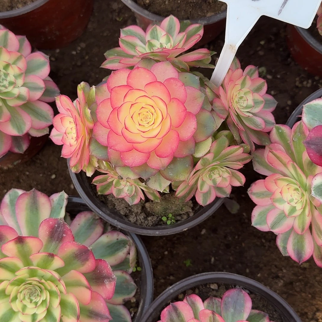 4187荔枝多肉法师多肉