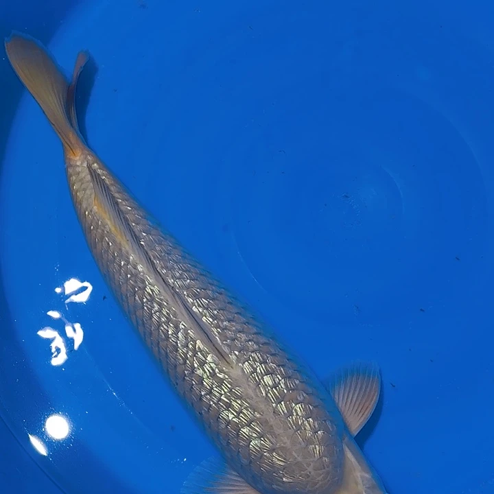 锦鲤成太郎银鳞茶鲤专拍