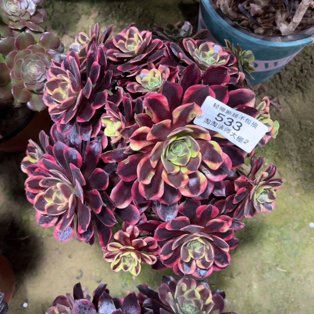 533欧加丽多肉植物法师