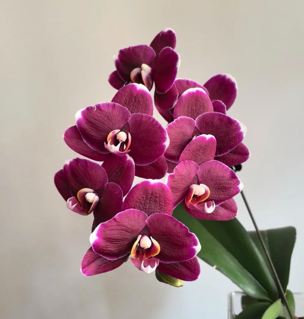 【黑美人】锥名蝴蝶兰花苗3.5刚出根基地直发