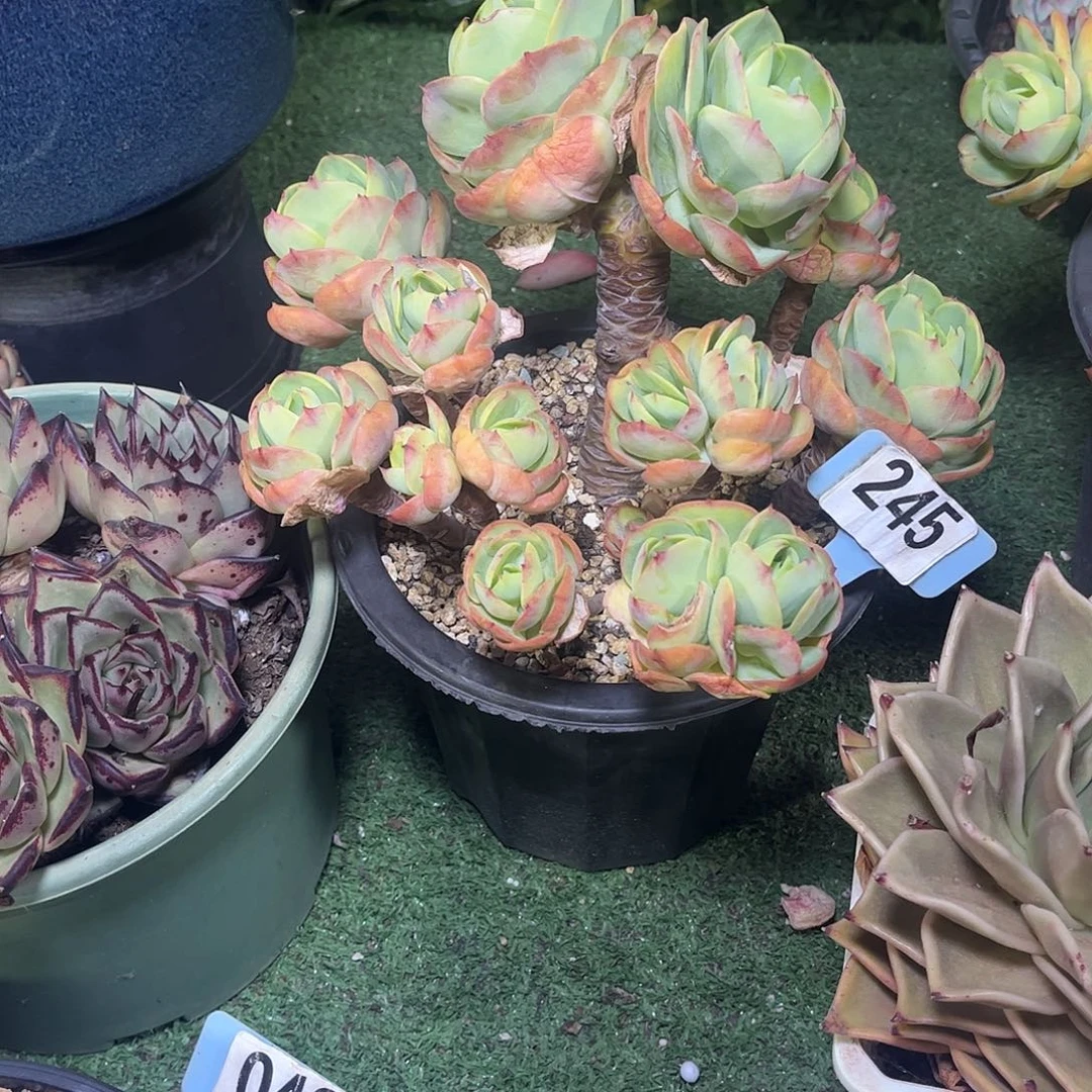 白***净碧桃多肉植物保护245