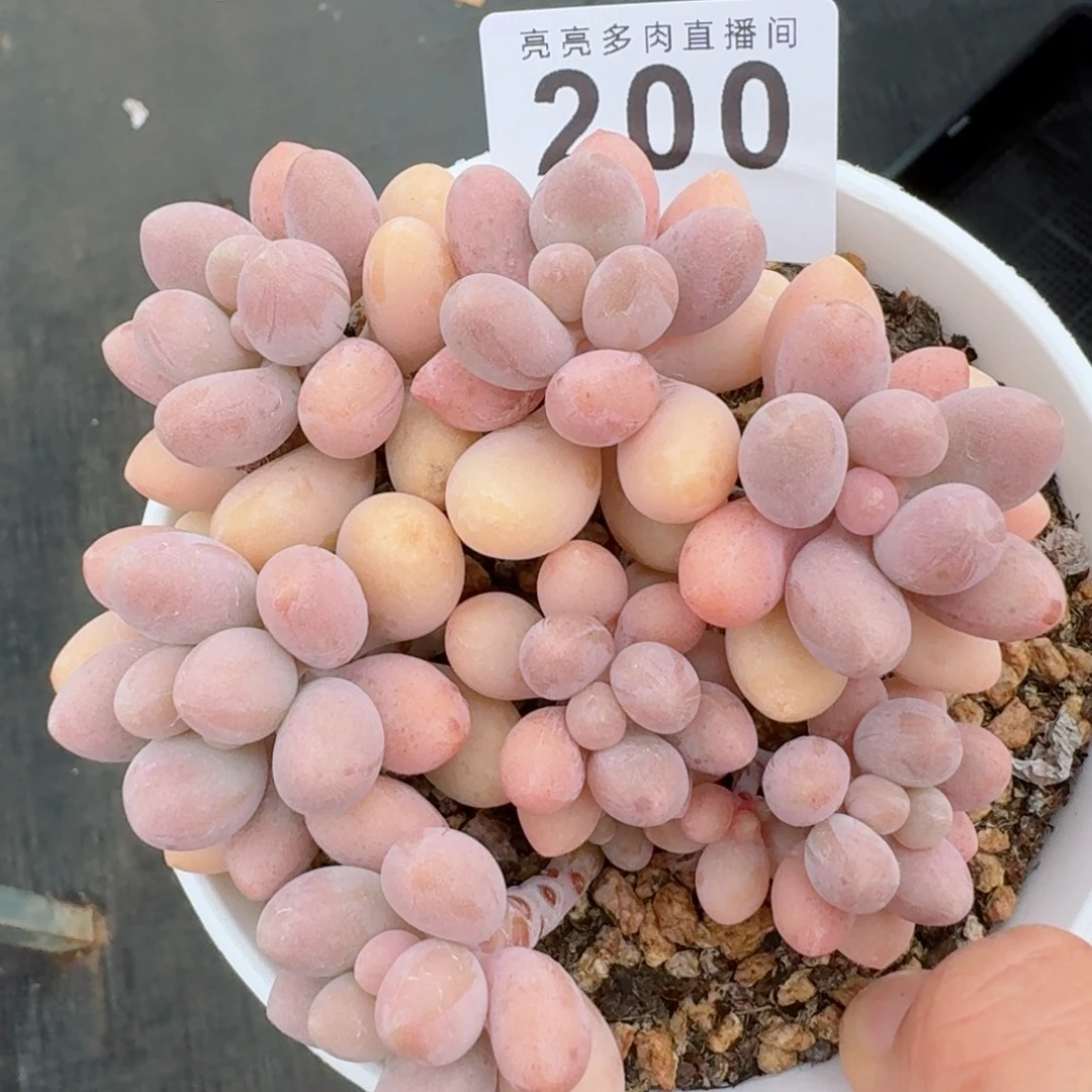 粉色恋人 精美多肉植物