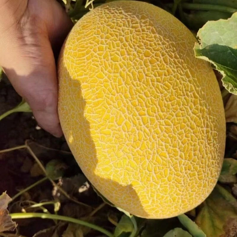 【新疆空运直发】新疆哈密瓜金色年华应季水果爆甜爆汁