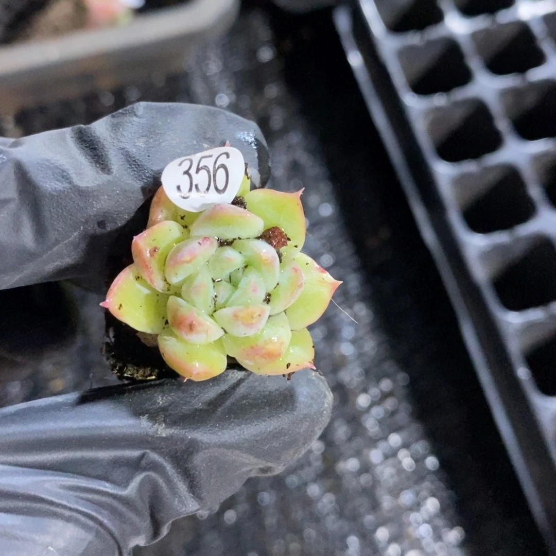 小冠服精品多肉356