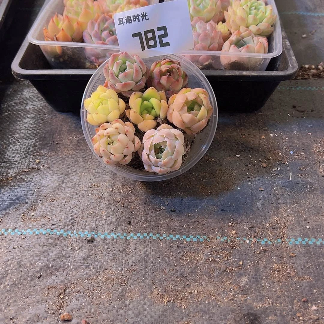 782拼盘，多肉植物