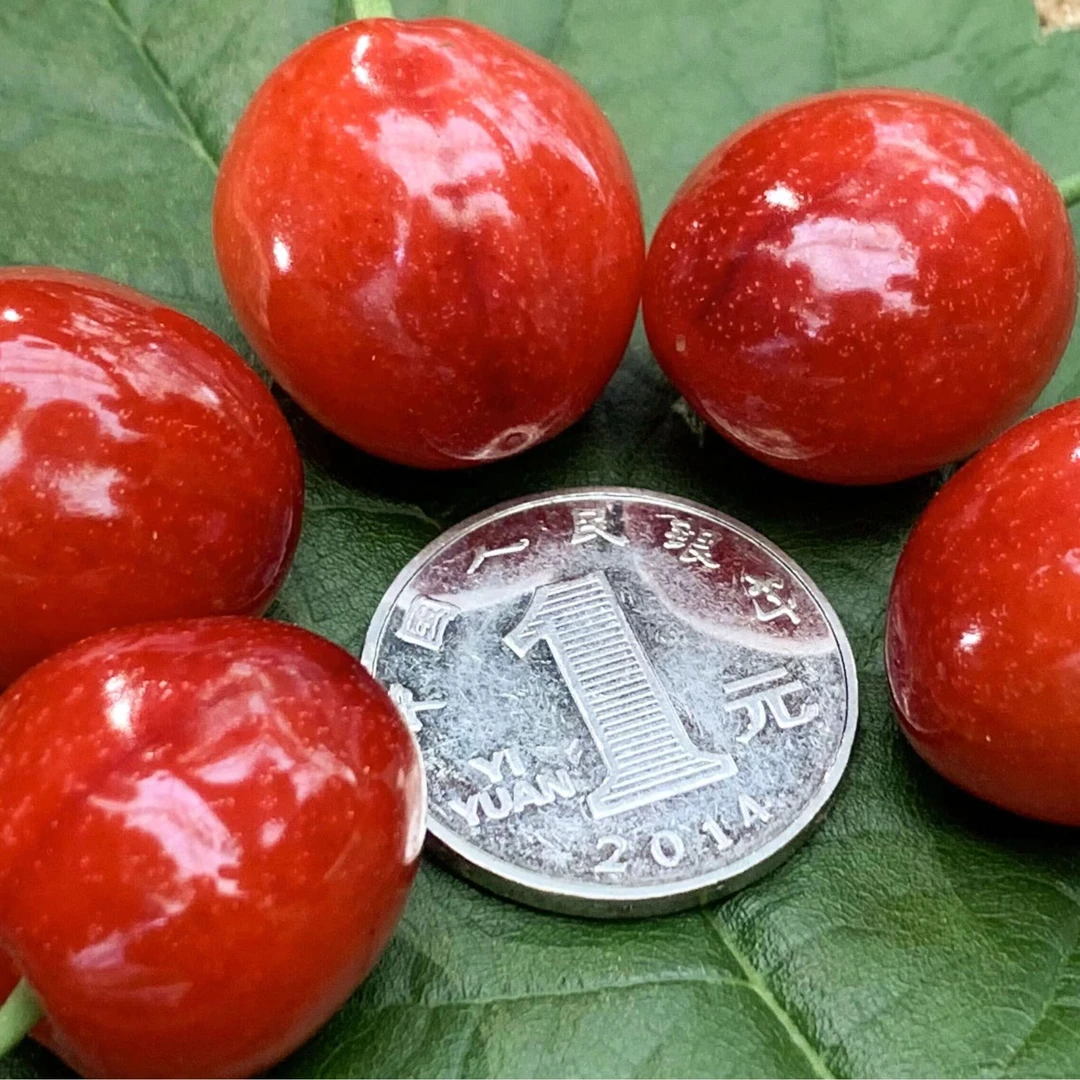 【鸡心樱桃】嫁接苗 樱桃苗 现挖苗 果树基地 盆栽苗 基地直发