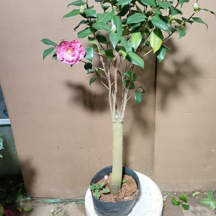 195不知名，原盆原土发货，不包邮