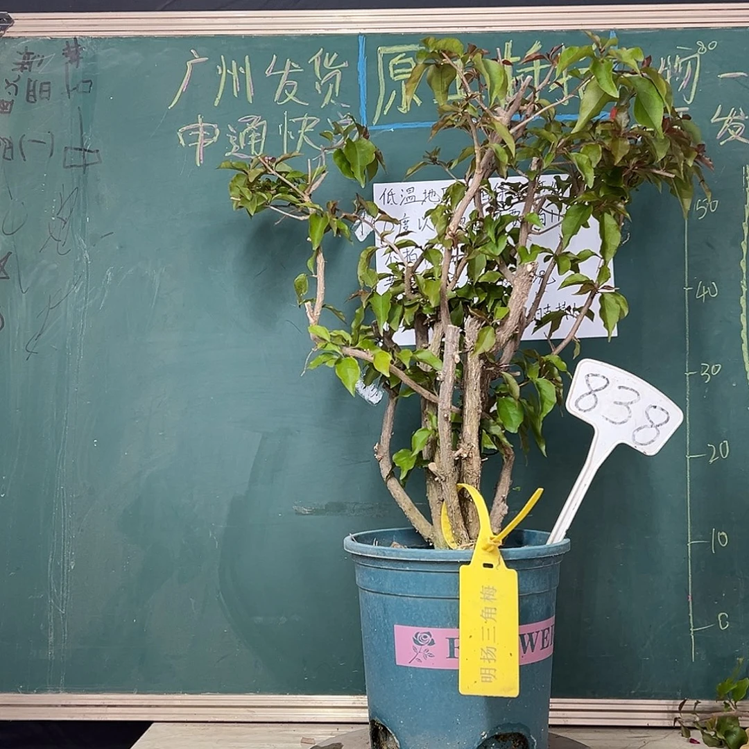 完全开放66CM高 热火桑巴 原生树头 838