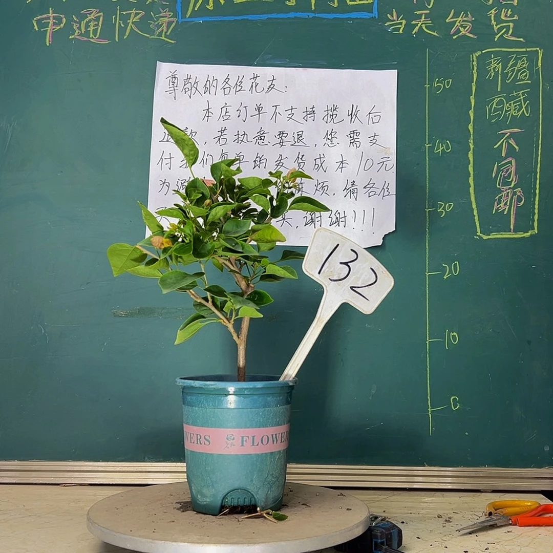 当前无花栽培后可以开花     甜西瓜  132