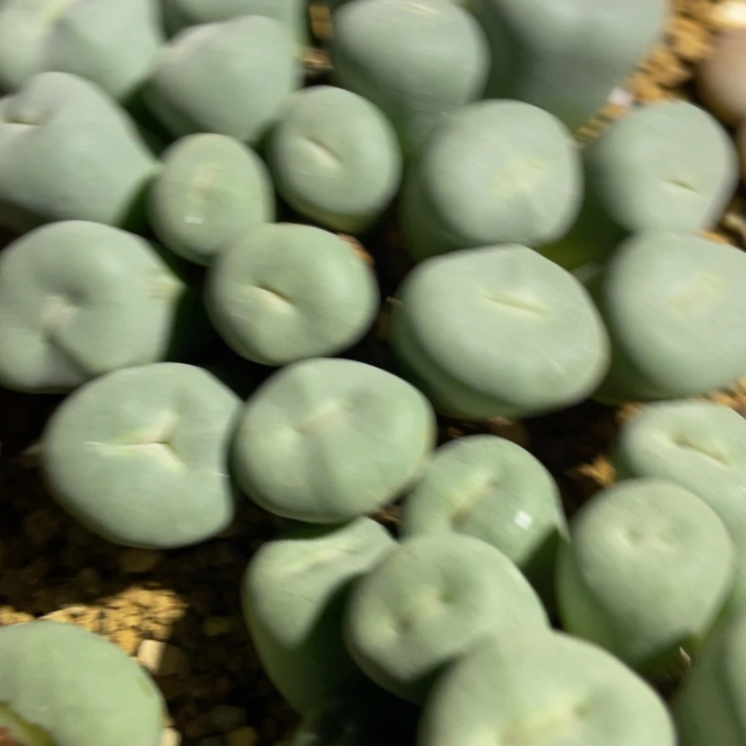 歌姬嘴植物一物一拍