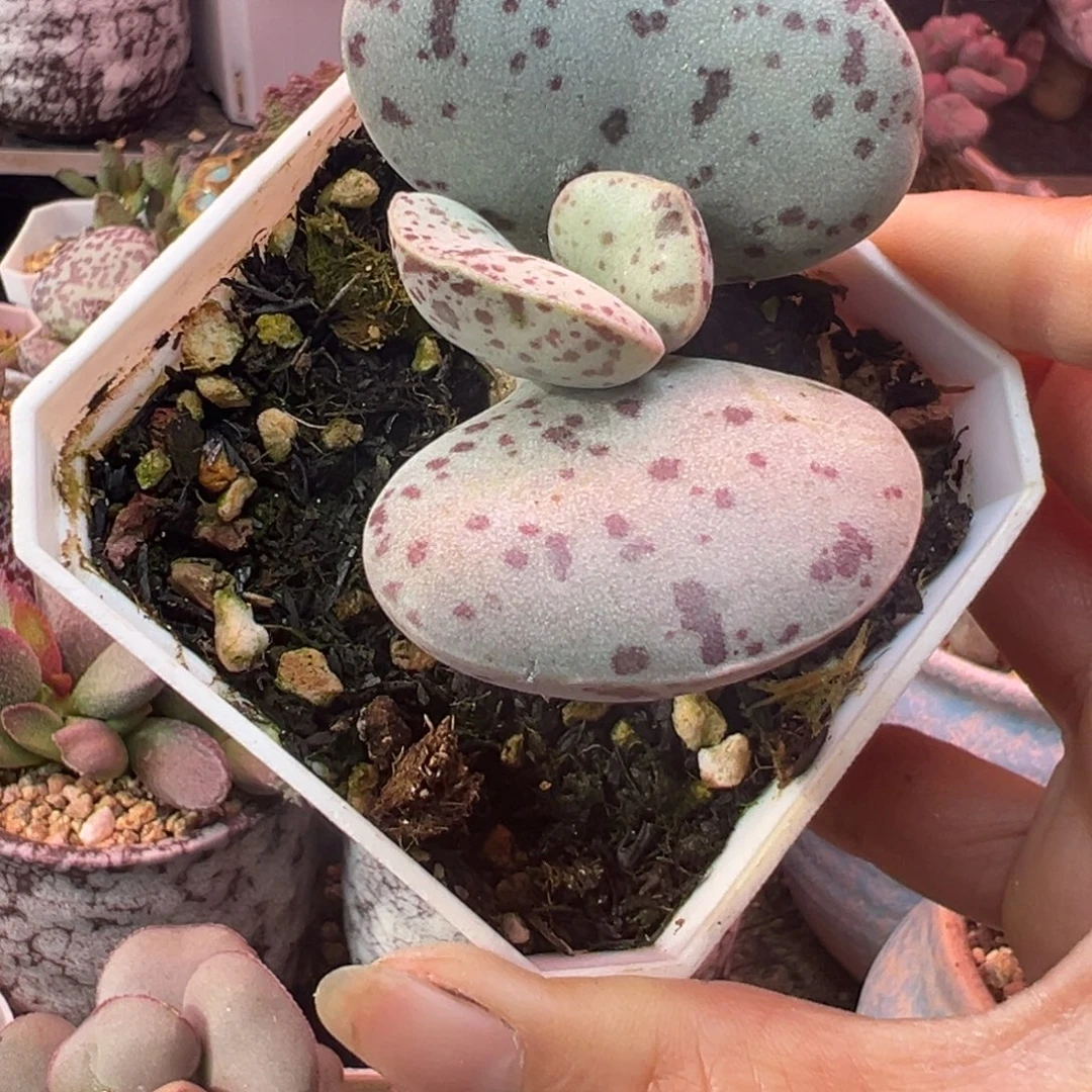 用***8一组自拍，感谢支持