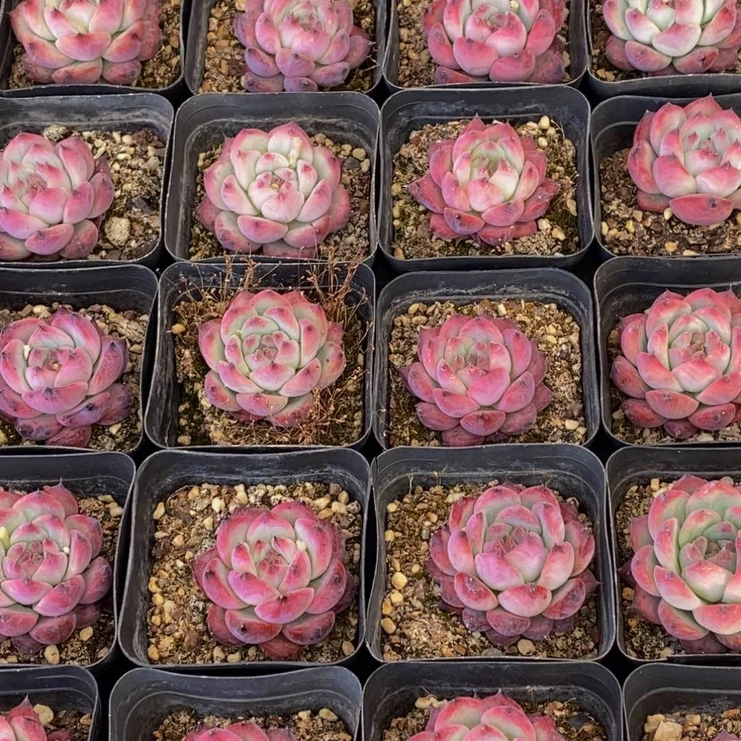 544多肉植物保护研究所