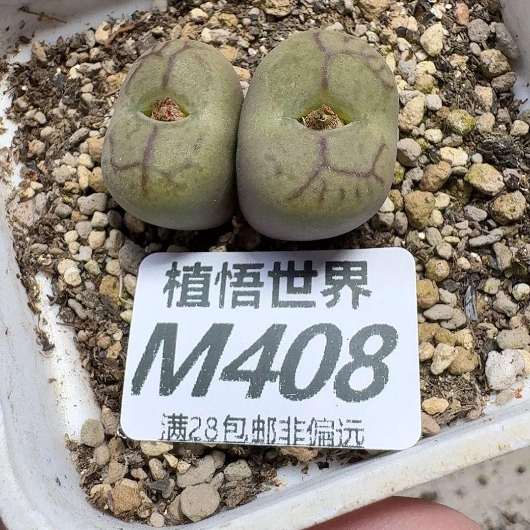 多肉植物的润泽gbn