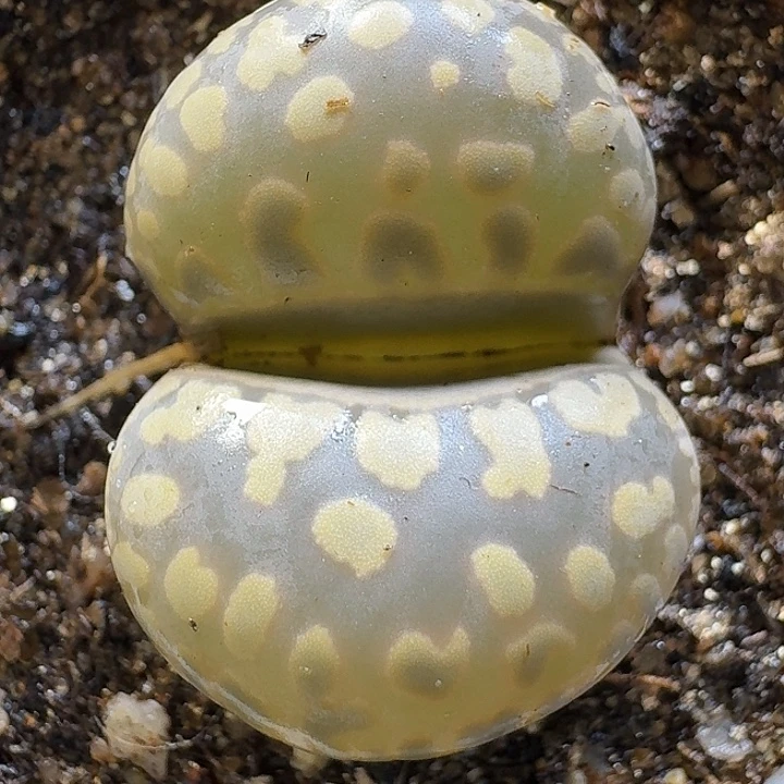 生石花111111。   160