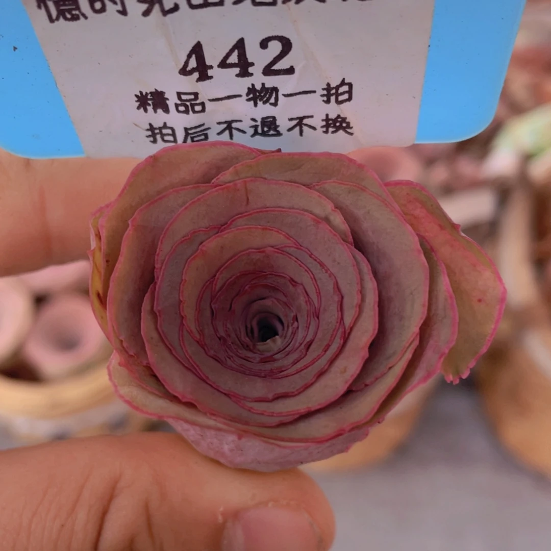 山地玫瑰442裸根发货不售后