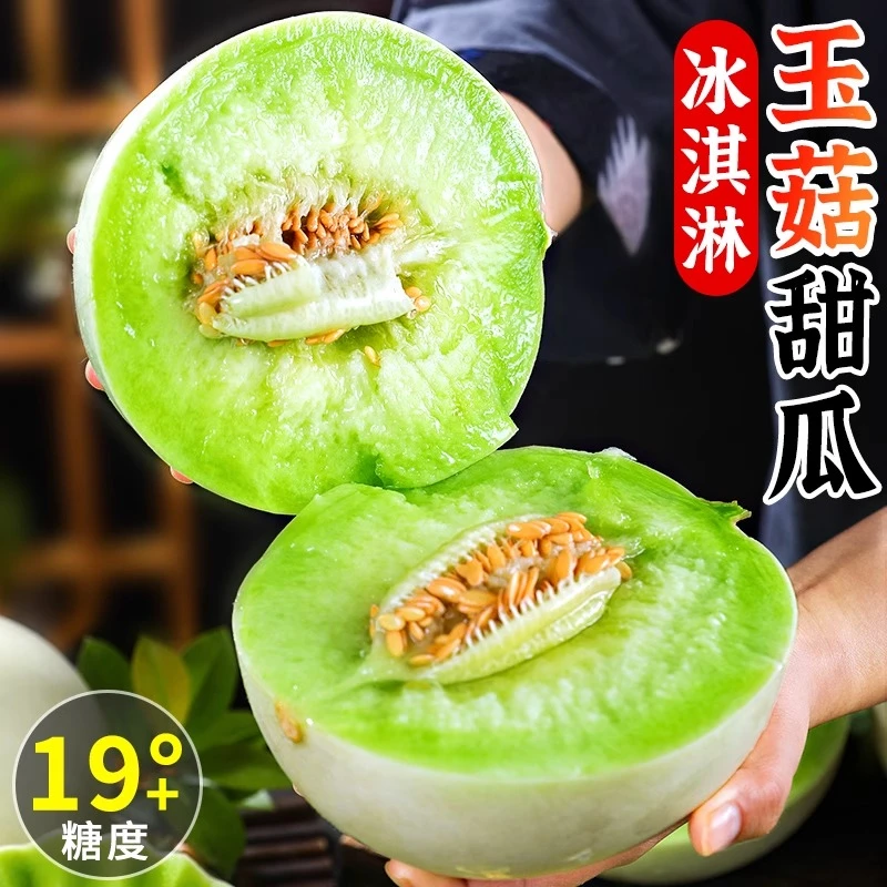 【超甜玉菇甜瓜必尝】山东种植现摘现发玉菇甜瓜冰淇淋甜瓜蜜瓜新鲜