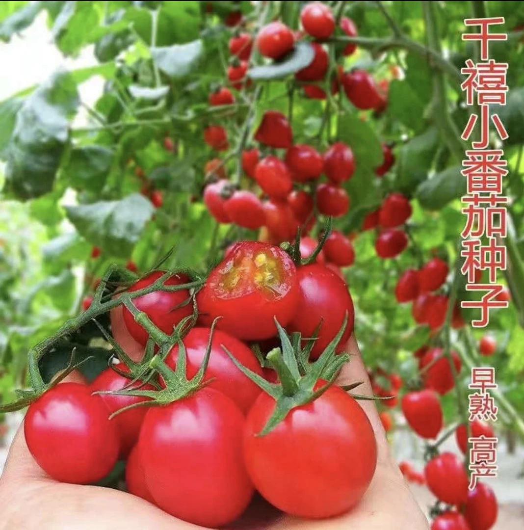 红圣女果樱桃千禧番茄种子番茄种子(拍2送1)