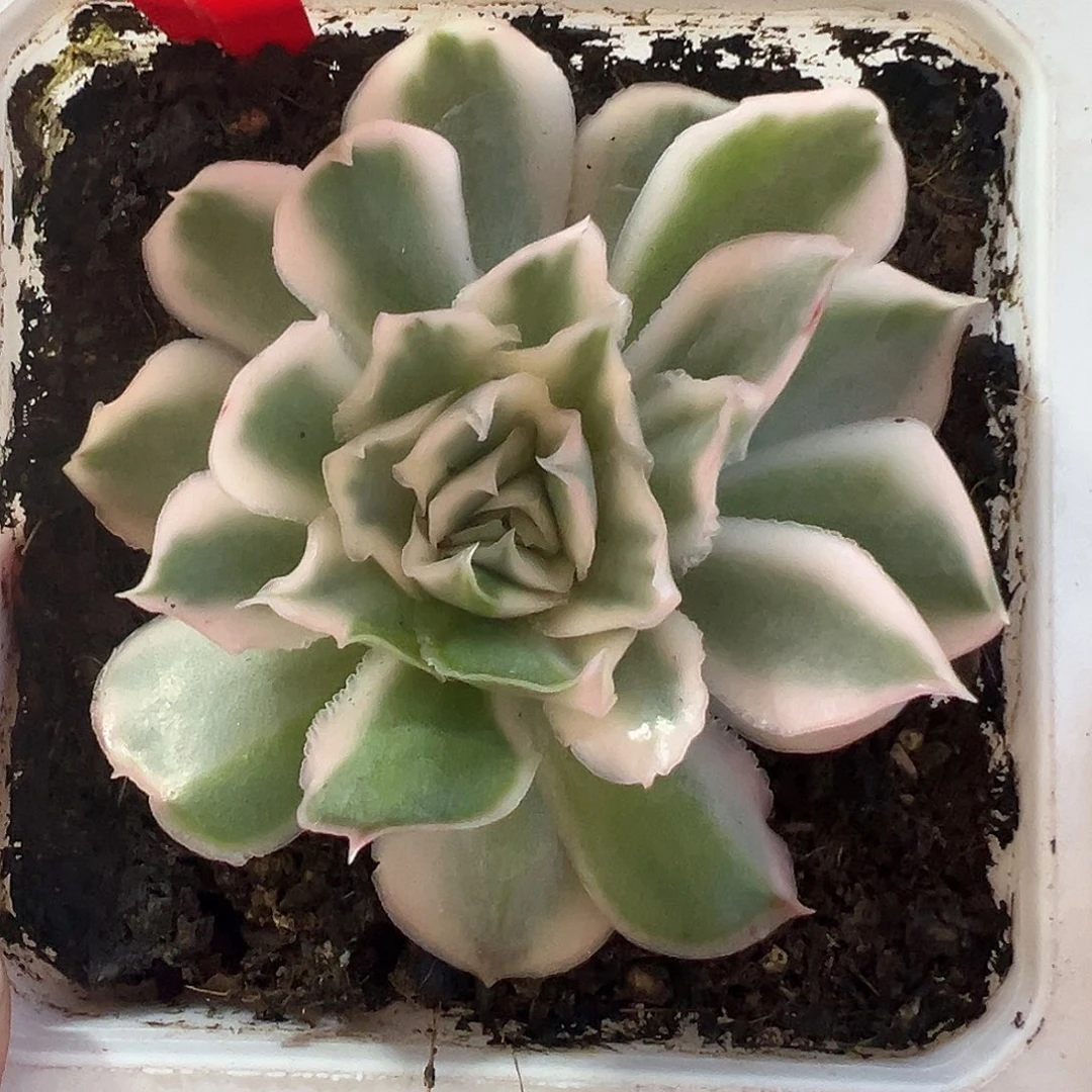 23号紫蝴蝶锦多肉植物