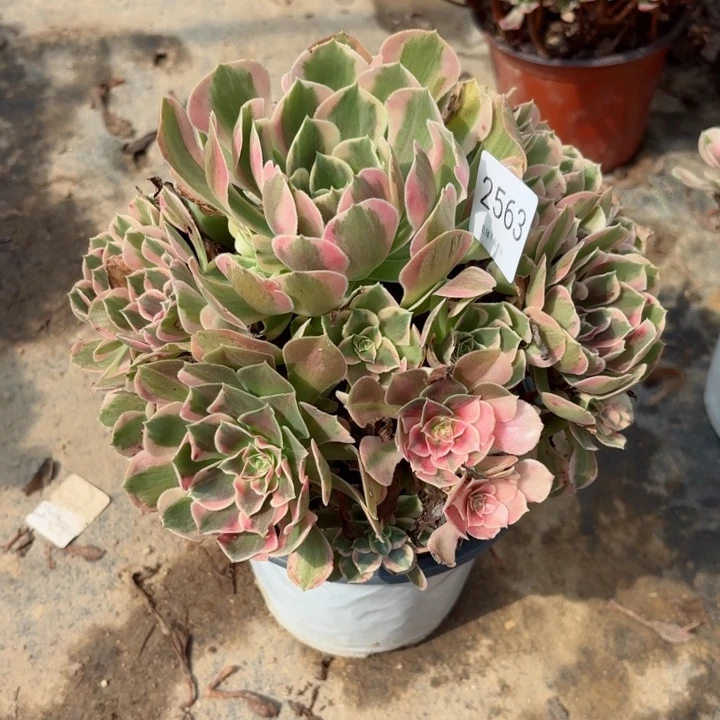 妖月多肉处理不包断头2563